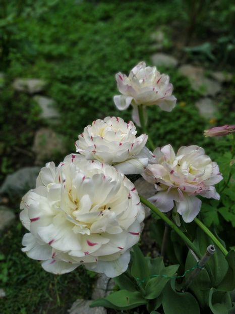  - APRILIE 2019- APRILIE 2020