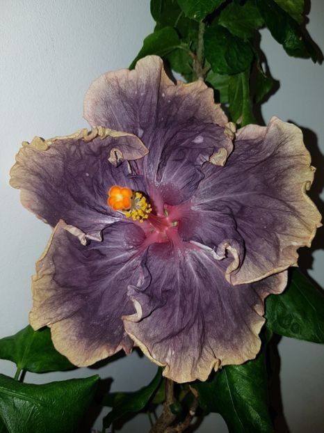 Black Metal - 50 - Hibiscus Black Metal