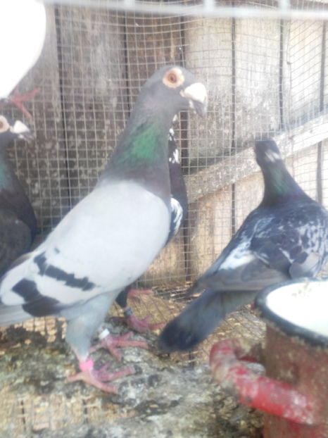  - VOIAJORI STIL VECHI SI  VOIAJORI DE FRUMUSETE