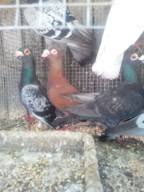  - VOIAJORI STIL VECHI SI  VOIAJORI DE FRUMUSETE