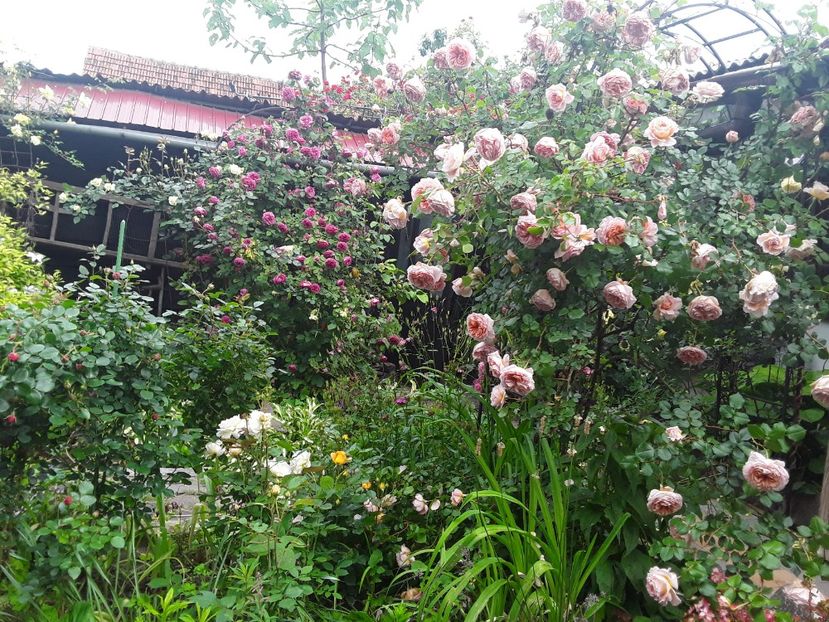  - Abraham Darby 2017 2018 2019 2020