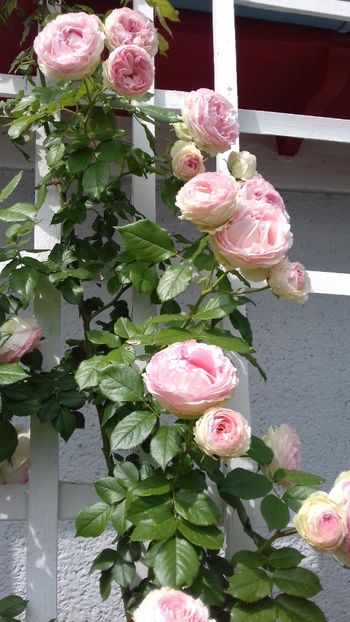 20190601_103055(0) - Eden Rose 2019