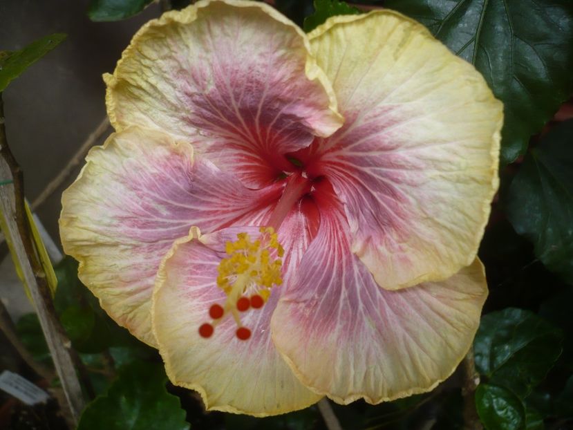 01.06.2019 - HIBISCUSI 2019-1