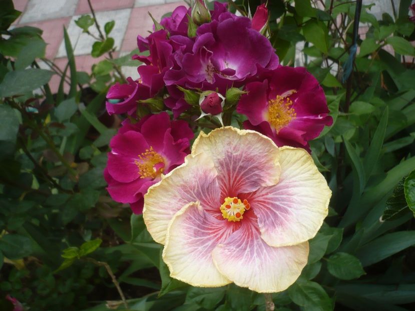 P1410608 - HIBISCUSI 2019-1