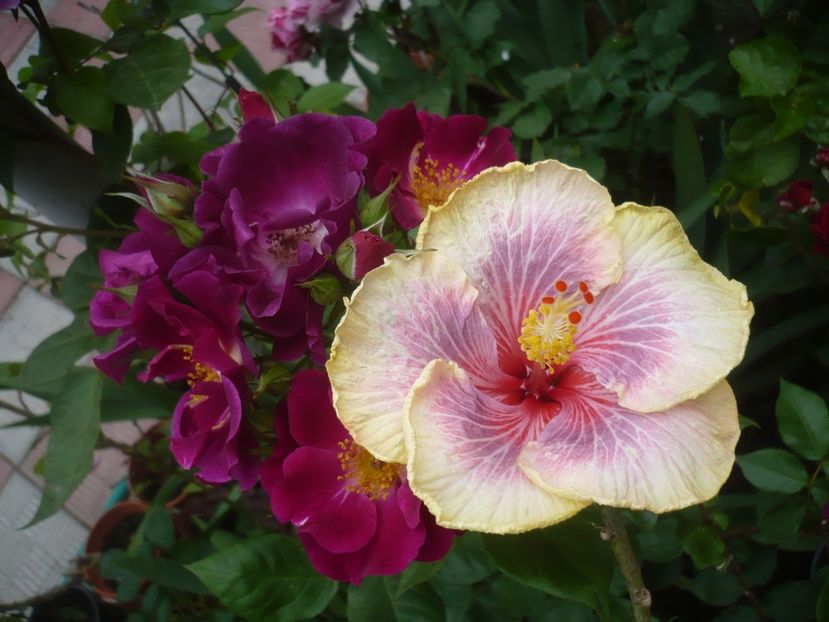 P1410609 - HIBISCUSI 2019-1