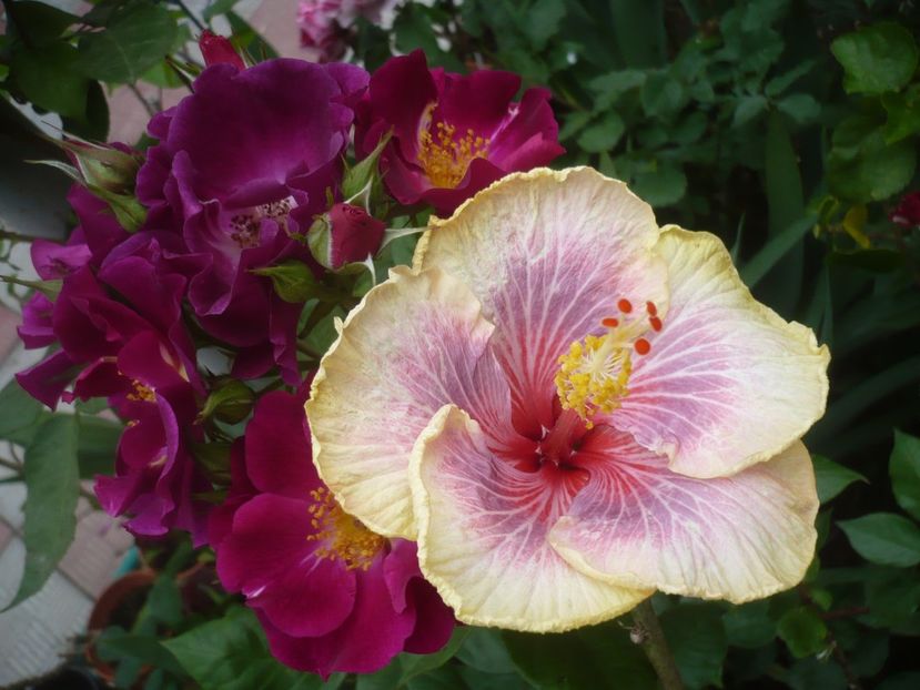 P1410610 - HIBISCUSI 2019-1