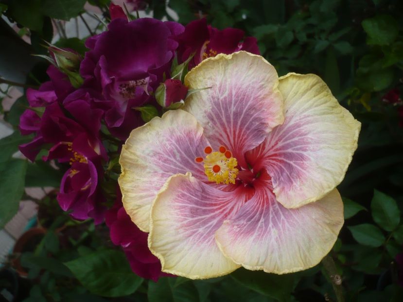 P1410611 - HIBISCUSI 2019-1