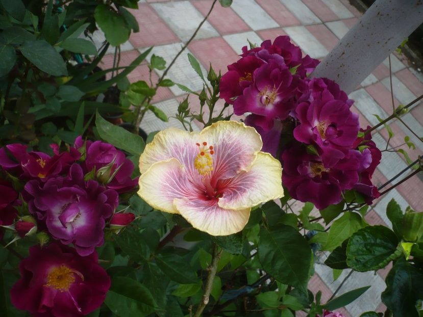 P1410612 - HIBISCUSI 2019-1