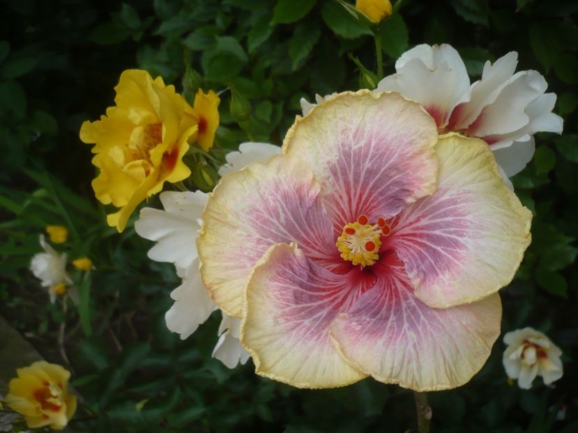 P1410613 - HIBISCUSI 2019-1