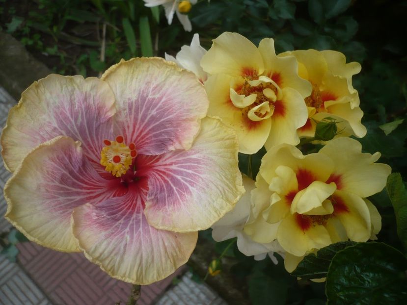 P1410615 - HIBISCUSI 2019-1