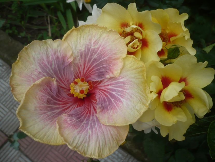 P1410616 - HIBISCUSI 2019-1