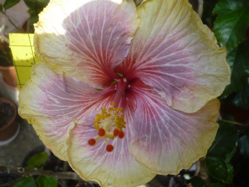 P1410617 - HIBISCUSI 2019-1