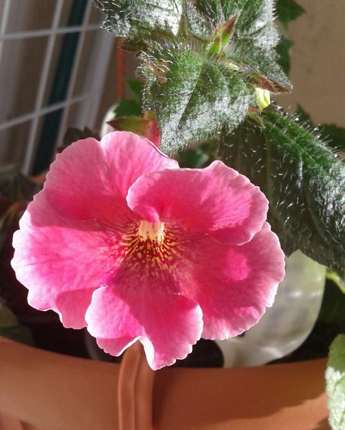 2 /Arleta Pink, 30 mai 2019-1 - 2019 - ACHIMENES