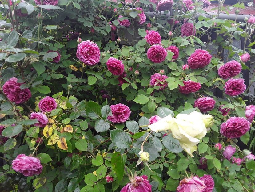  - Madam Isaac de Pereire