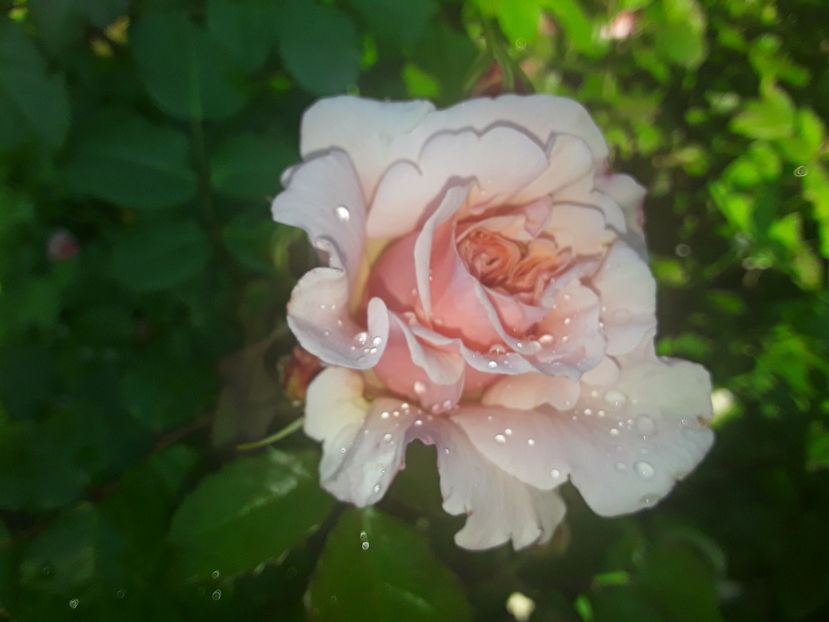  - Rosé de Tolbiac
