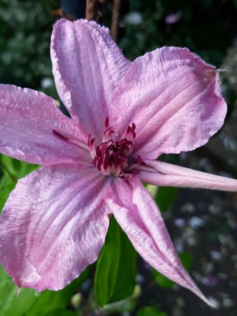  - CLEMATITE