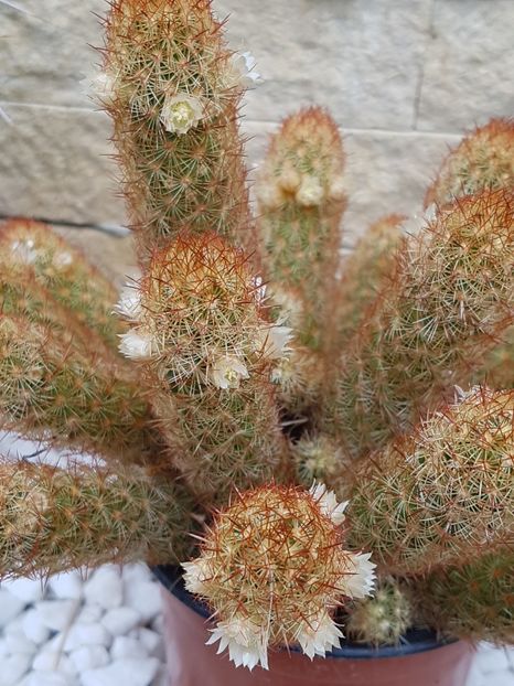  - Mammillaria