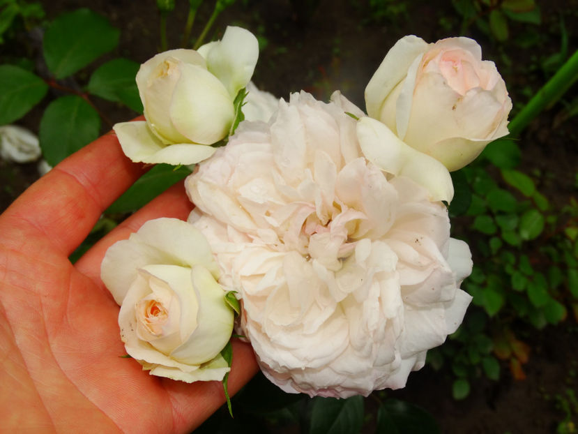  - Stephanie Baronin Zu Guttenberg