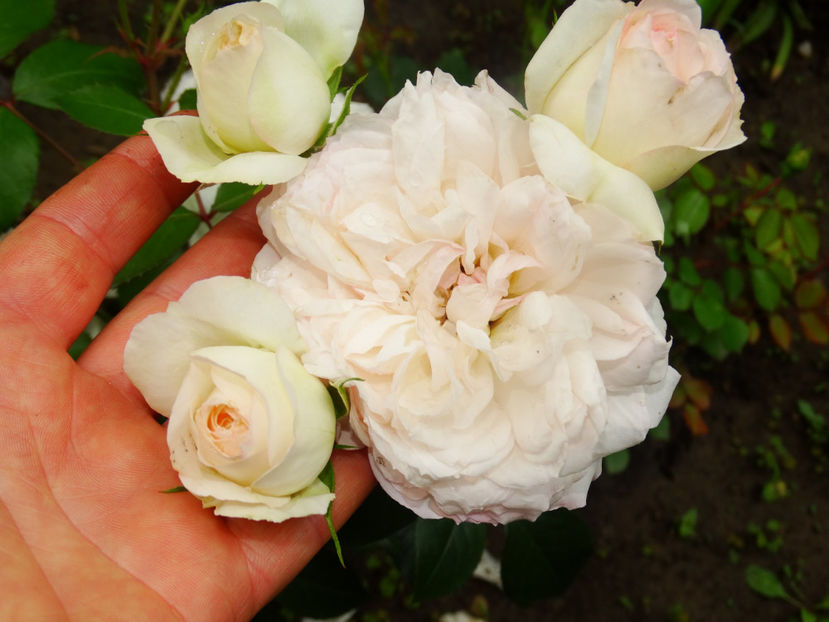  - Stephanie Baronin Zu Guttenberg