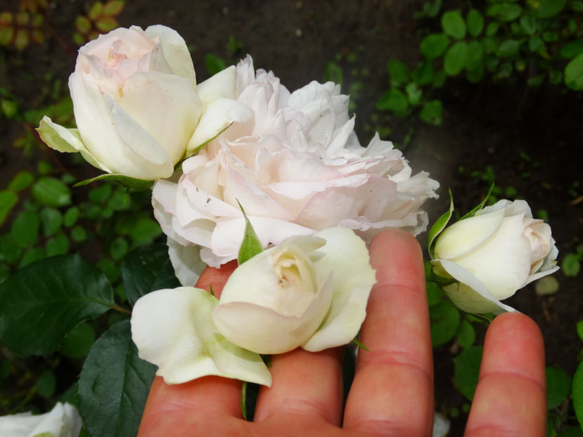  - Stephanie Baronin Zu Guttenberg