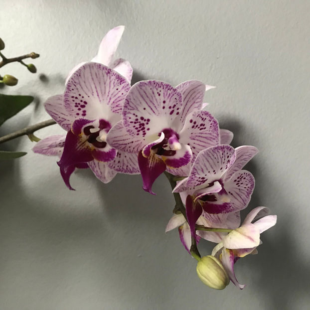  - Plante de interior 2019