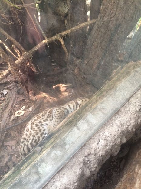 1.06.2019- pisicuța - Leipzig