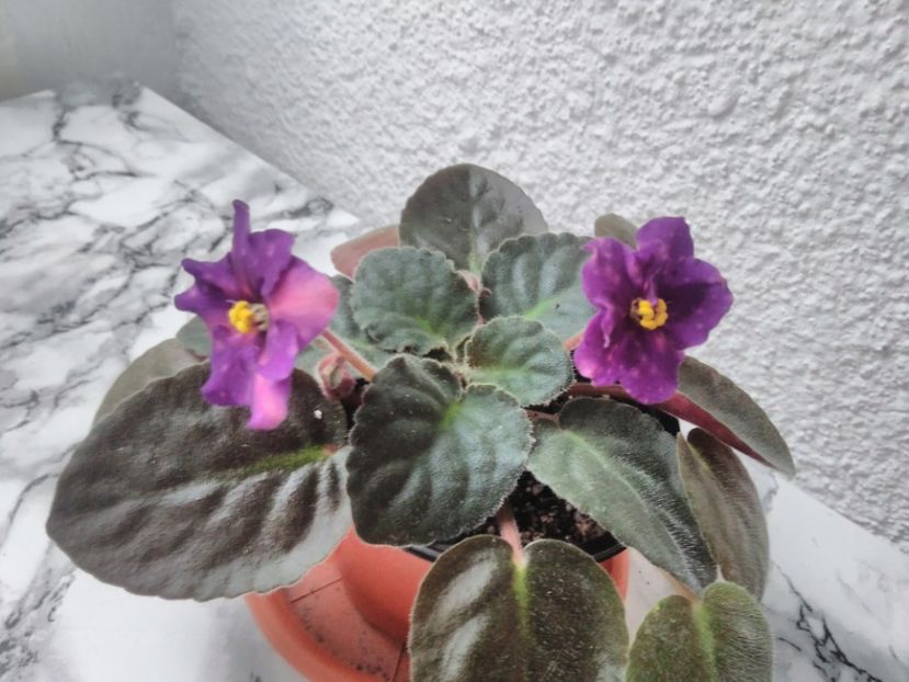 1 iunie 2019 - ZZZ____AE Bliznecy