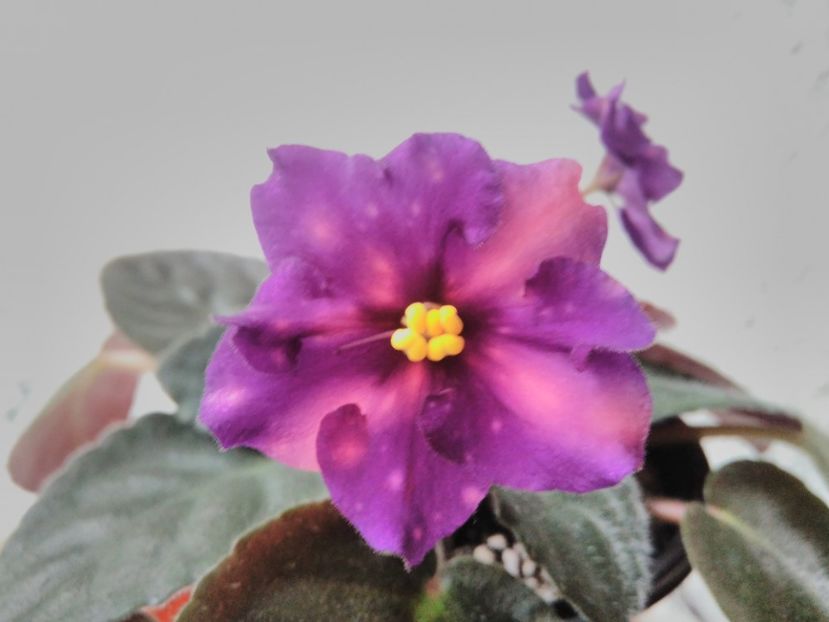 1 iunie 2019 - ZZZ____AE Bliznecy