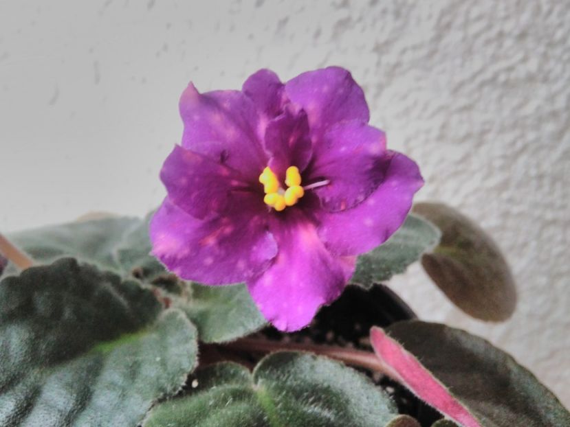 1 iunie 2019 - ZZZ____AE Bliznecy