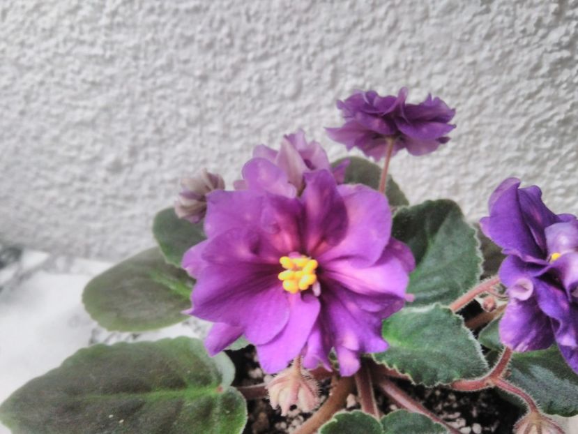 1 iunie 2019 - ZZZ_____AE Strelec Elit