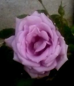 112315590_XJJUDWY3 - T R A N D A F I R I