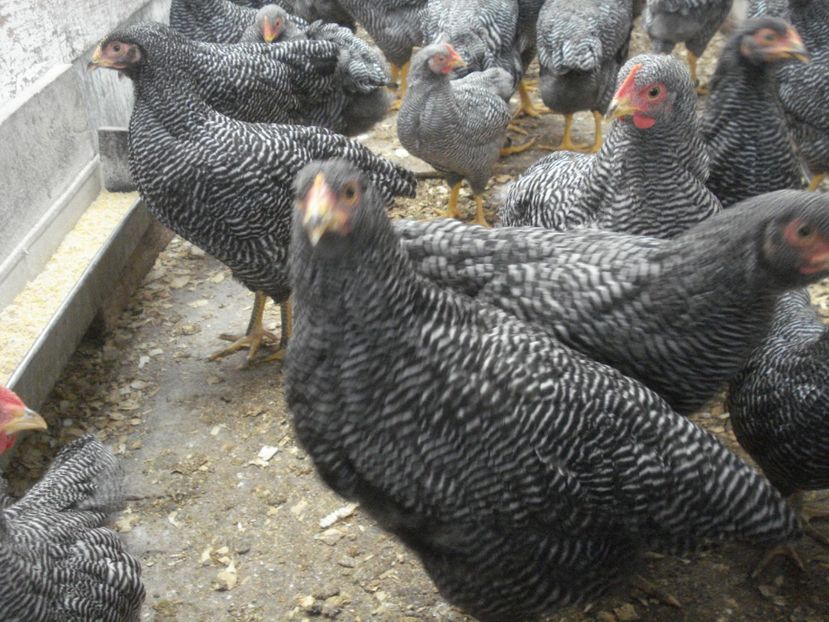  - TINERET PRB 2019 - Seria 1