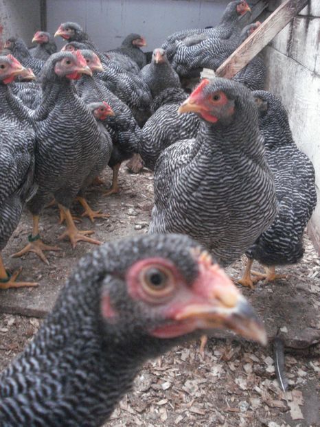  - TINERET PRB 2019 - Seria 1