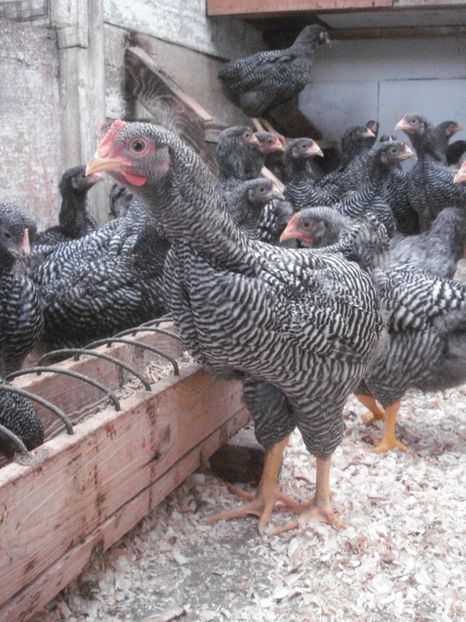  - TINERET PRB 2019 - Seria 2