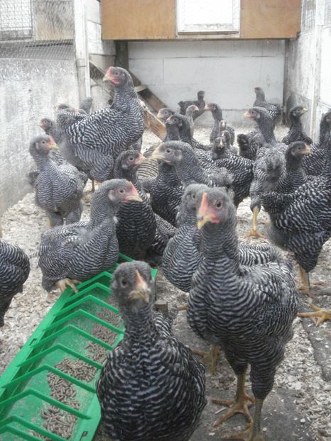  - TINERET PRB 2019 - Seria 2