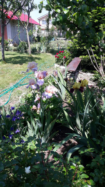  - Gradina primavara 2019