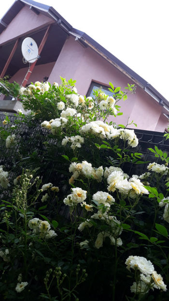  - Gradina si trandafirii 2019
