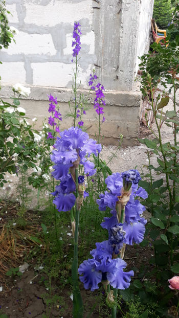  - Gradina si trandafirii 2019