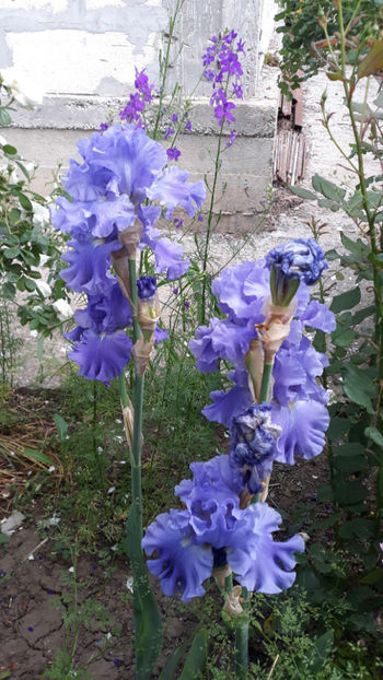  - Gradina si trandafirii 2019
