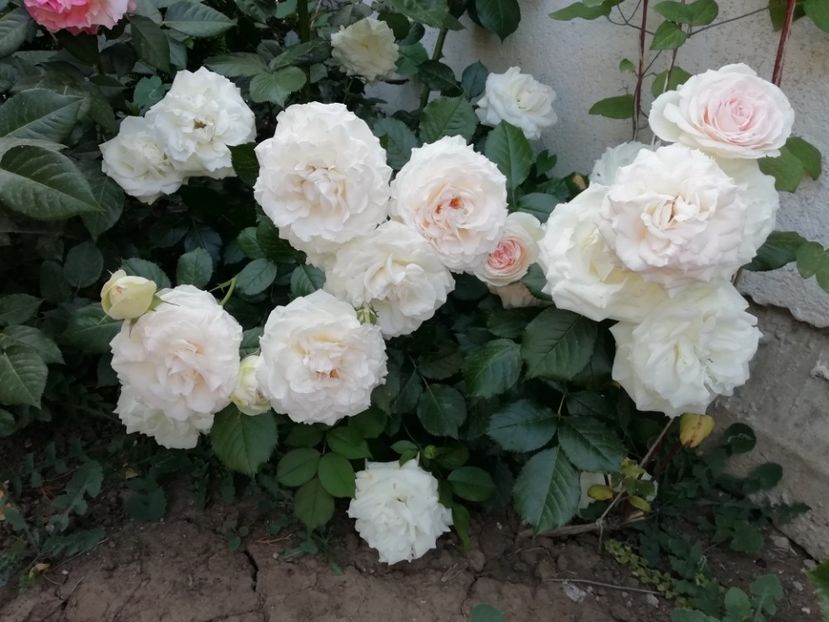 2019-1.06 - Palais royal