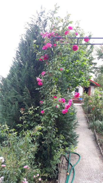  - Gradina si trandafirii 2019
