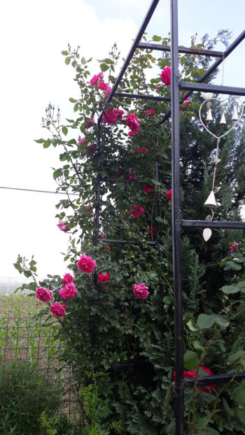  - Gradina si trandafirii 2019