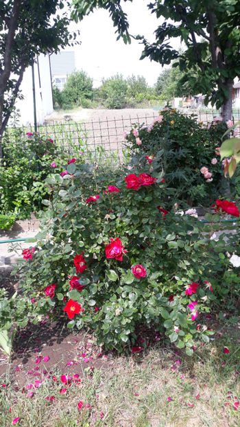  - Gradina si trandafirii 2019