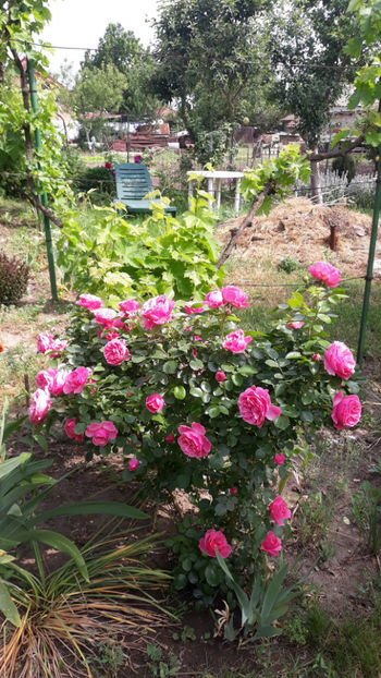  - Gradina si trandafirii 2019