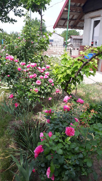  - Gradina si trandafirii 2019