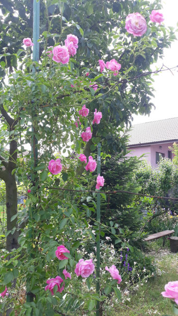  - Gradina si trandafirii 2019