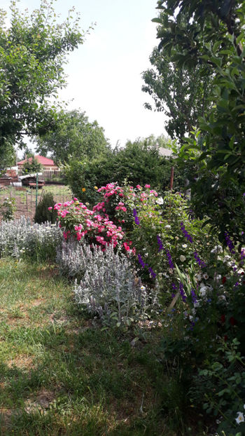  - Gradina si trandafirii 2019