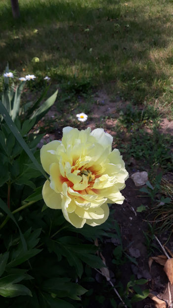  - Gradina si trandafirii 2019