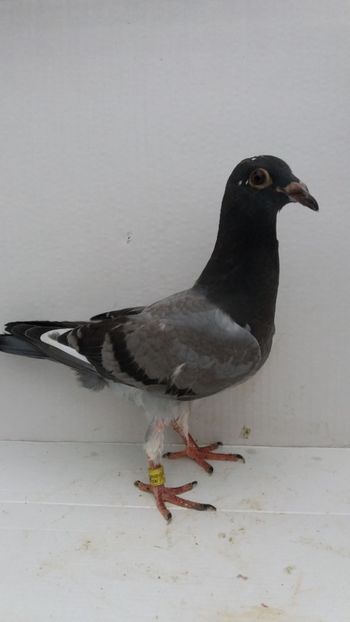 vandut - De vanzare voiajori pui 2019