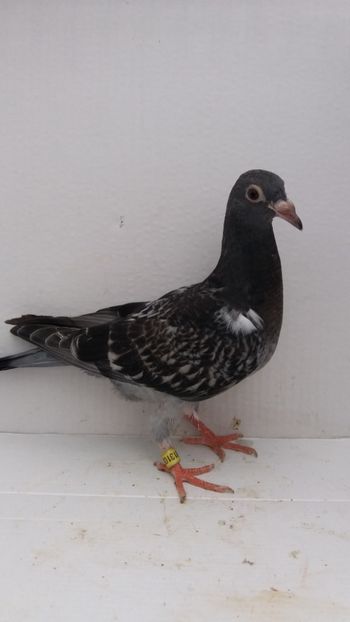 vandut - De vanzare voiajori pui 2019